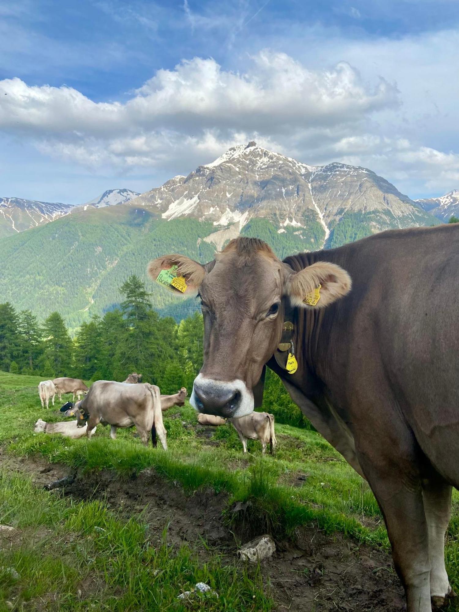Alp Es-Cha Dadour Bed & Breakfast Madulain Dış mekan fotoğraf